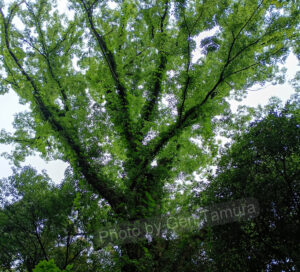 尾山神社　石川県金沢市　撮影：タムラゲン
