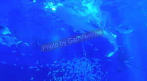 ジンベイザメ　のとじま水族館　石川県　撮影：タムラゲン